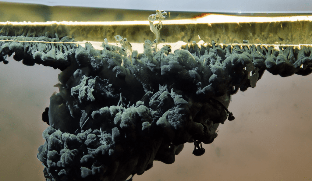 Biotech Webinar Developing the Future of Black Materials with Algae Watch Now